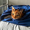 Chicha participe au concours pour gagner de l'argent avec cette photo : cat, orange_tabby, blanket, bed, indoor, cozy, feline, whiskers, curious, pet, resting, fur, comfort, nap, sleepy, domestic_animal, cute, animal, blue_blanket, white_bed