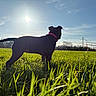 Allia a rejoint le concours — aidez-le/la à gagner de superbes lots ! dog, black_dog, collar, grass, field, sun, sky, outdoor, daylight, nature, animal, pet, silhouette, backlit, green, landscape, canine, summer, bright, peaceful
