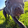 dog, black_dog, grass, outdoor, sunny, close_up, animal, pet, nature, daylight, canine, field, curious, walking, nose, snout, ears, blue_sky, playful, young_dog