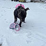 Allia a rejoint le concours — aidez-le/la à gagner de superbes lots ! puppy, dog, snow, leash, jacket, black_dog, outdoor, winter, footprints, buildings, cars, curious, pet, animal, cold, walking, playful, daytime, nature, urban