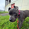 dog, puppy, gray_dog, collar, leash, grass, outdoor, building, concrete_wall, door, curious, close_up, pet, animal, canine, young_dog, nature, sidewalk, walk, daytime