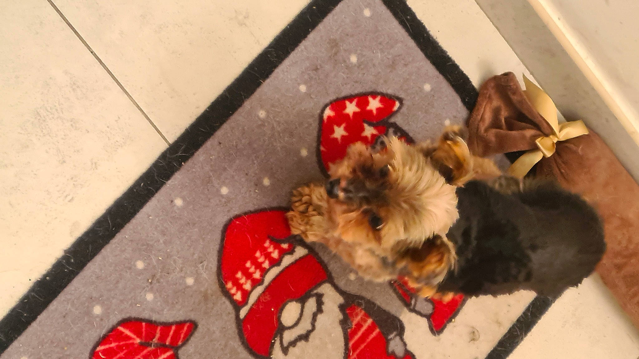 July a rejoint le concours — aidez-le/la à gagner de superbes lots ! canidae, carmine, carnivore, collar, companion_dog, dog, dog_breed, dog_clothes, dog_supply, fawn, flooring, fur, paw, pet_supply, snout, sporting_group, tail, terrier, toy_dog, working_animal