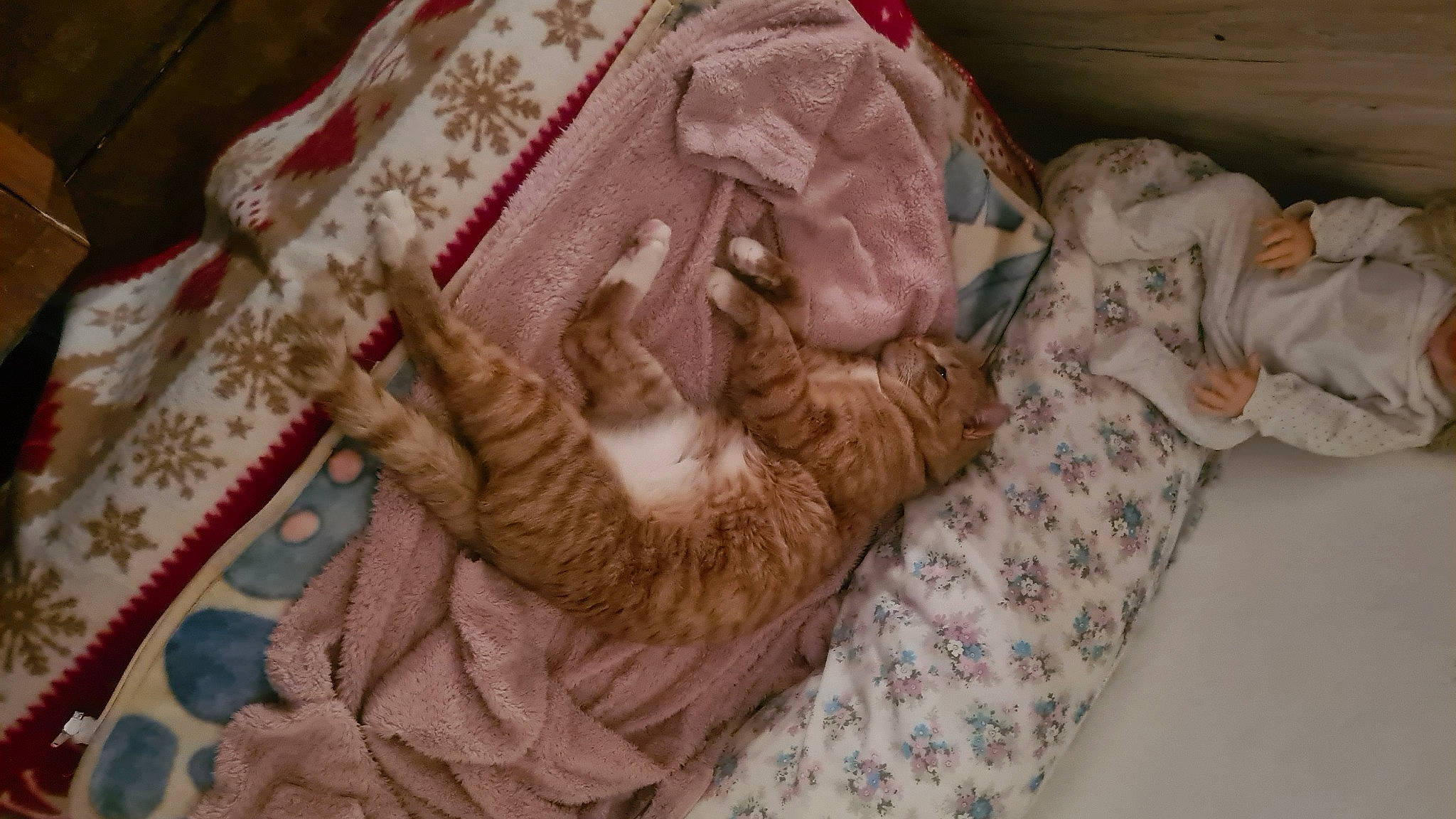 Tity participe au concours pour gagner de l'argent avec cette photo : bed, bed_sheet, bedding, carnivore, cat, comfort, domestic_short_haired_cat, fawn, felidae, fur, linens, nap, pattern, room, small_to_medium_sized_cats, tail, textile, whiskers, wood, wool