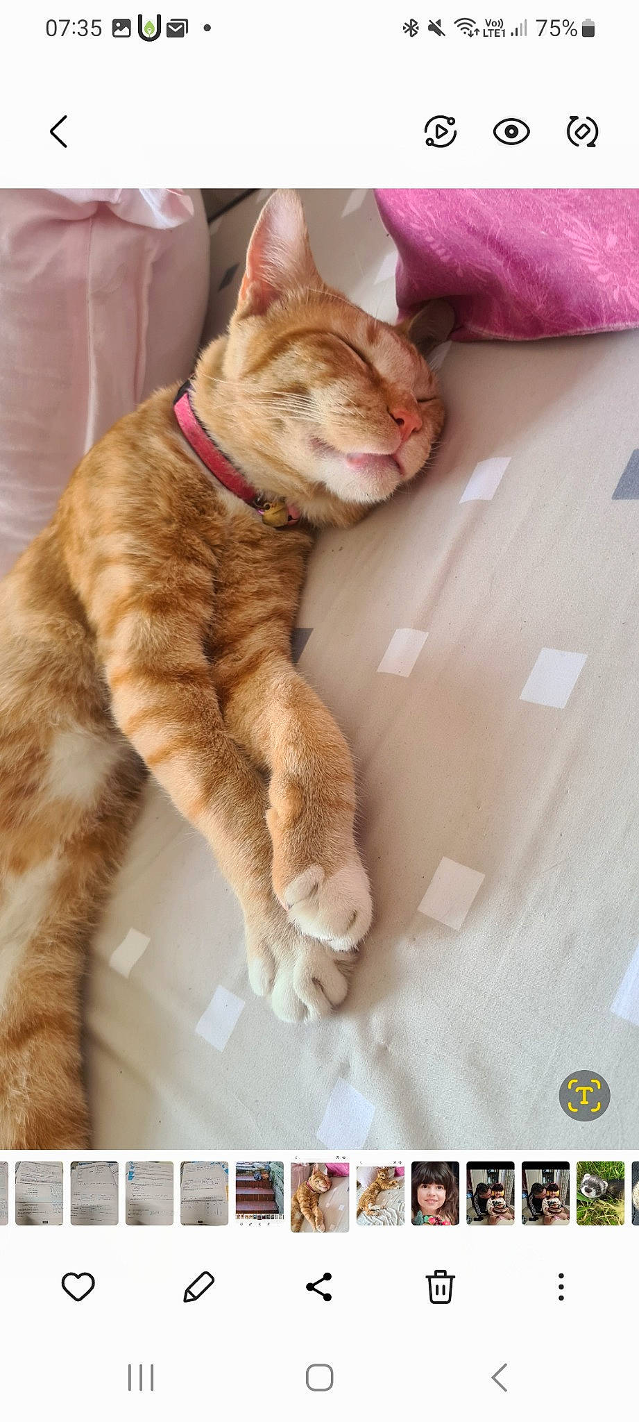 Tity a rejoint le concours — aidez-le/la à gagner de superbes lots ! carnivore, cat, claw, collar, comfort, domestic_short_haired_cat, fawn, felidae, font, foot, fur, paw, photo_caption, photograph, photography, small_to_medium_sized_cats, snapshot, tail, terrestrial_animal, whiskers