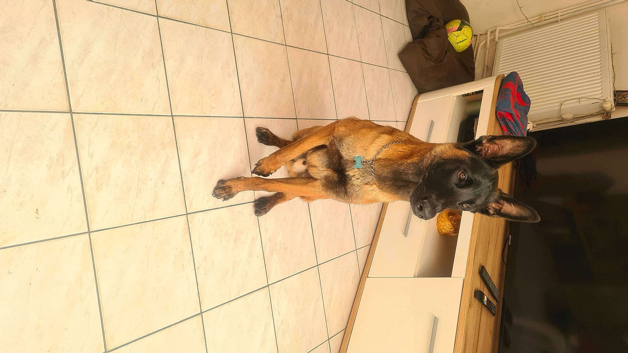 Urus participe au concours pour gagner de l'argent avec cette photo : canidae, carnivore, companion_dog, dog, dog_breed, door, fawn, floor, flooring, fur, snout, sporting_group, tail, window, wood, working_animal