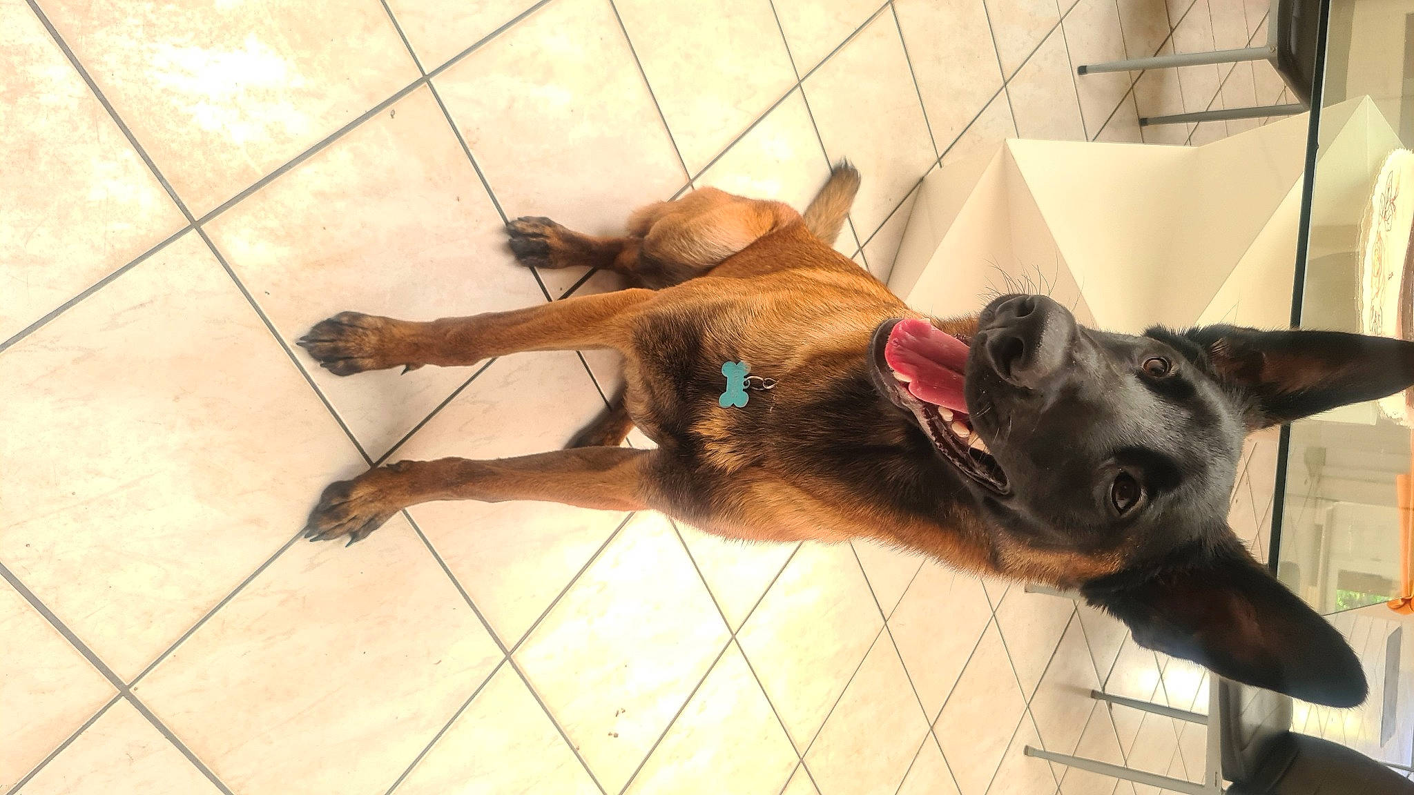 Urus a rejoint le concours — aidez-le/la à gagner de superbes lots ! canidae, carnivore, collar, companion_dog, dog, dog_breed, dog_collar, dog_supply, fawn, flooring, fur, guard_dog, leash, liver, pet_supply, snout, sporting_group, tail, wood, working_animal