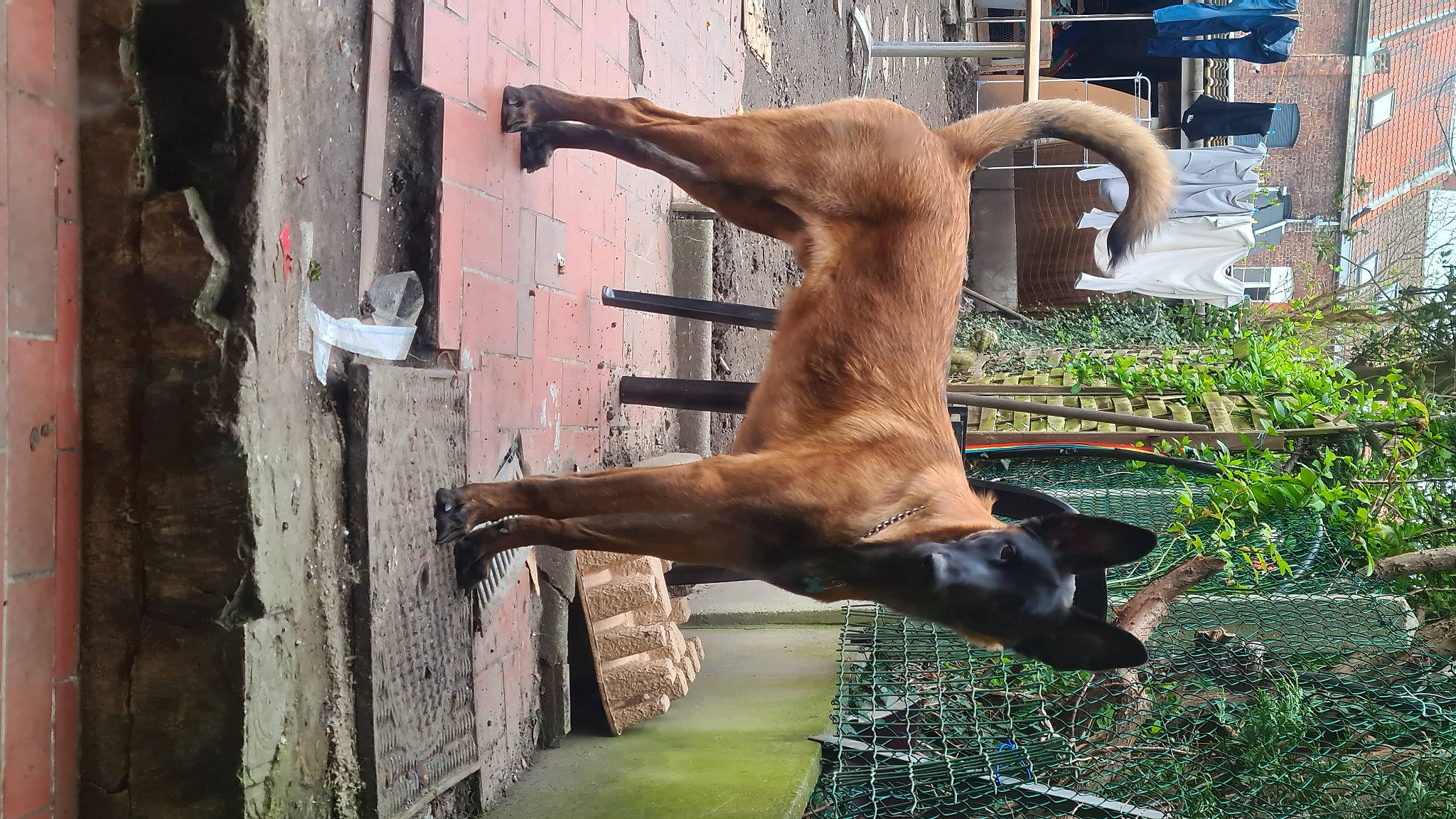 Urus a rejoint le concours — aidez-le/la à gagner de superbes lots ! art, building, canidae, fawn, plant, sculpture, snout, sporting_group, tail, terrestrial_animal, tree, water, wildlife, window, wood