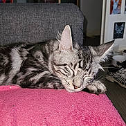 Awaï a rejoint le concours — aidez-le/la à gagner de superbes lots ! animal, cat, closed_eyes, cozy, domestic, ears, furniture, furry, gray_couch, home, indoor, pet, pink_blanket, quiet, relaxed, resting, sleeping, striped, tabby_cat, whiskers