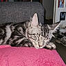 animal, cat, closed_eyes, cozy, domestic, ears, furniture, furry, gray_couch, home, indoor, pet, pink_blanket, quiet, relaxed, resting, sleeping, striped, tabby_cat, whiskers