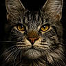 Awaï participe au concours pour gagner de l'argent avec cette photo : animal, cat, close_up, dark_background, detailed, ears, face, feline, focused, fur, golden_eyes, majestic, muzzle, nature, nose, pet, portrait, sharp, wet_fur, whiskers