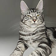 Awaï participe au concours pour gagner de l'argent avec cette photo : cat, tabby, striped_fur, whiskers, ears, yellow_eyes, paws, close_up, portrait, domestic_cat, pet, relaxed, indoor, gray_background, fur, muzzle, nose, attentive, front_paws, smug_expression