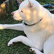 Blue a rejoint le concours — aidez-le/la à gagner de superbes lots ! dog, white_dog, lying_down, grass, outdoor, pet, collar, toy, rope_toy, sunlight, shadow, nature, animal, canine, relaxing, daylight, closeup, paw, fur, side_view
