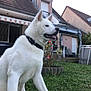 Blue participe au concours pour gagner de l'argent avec cette photo : dog, white_dog, collar, garden, grass, flowers, backyard, house, chairs, pool, pet, canine, outdoor, daylight, fence, shrubs, residential, summer, animal, domestic