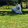 dog, white_dog, grass, outdoor, nature, tree, sunlight, shadow, collar, pet, animal, canine, resting, summer, greenery, peaceful, fence, yard, relaxing, park