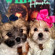 Venus is registered to the contest to win money with this photo: adorable, animal, blue_bow, bow, brown, closeup, cute, dog, eyes, face, fluffy, fur, hand, indoor, pet, pink_bow, portrait, puppy, small, white