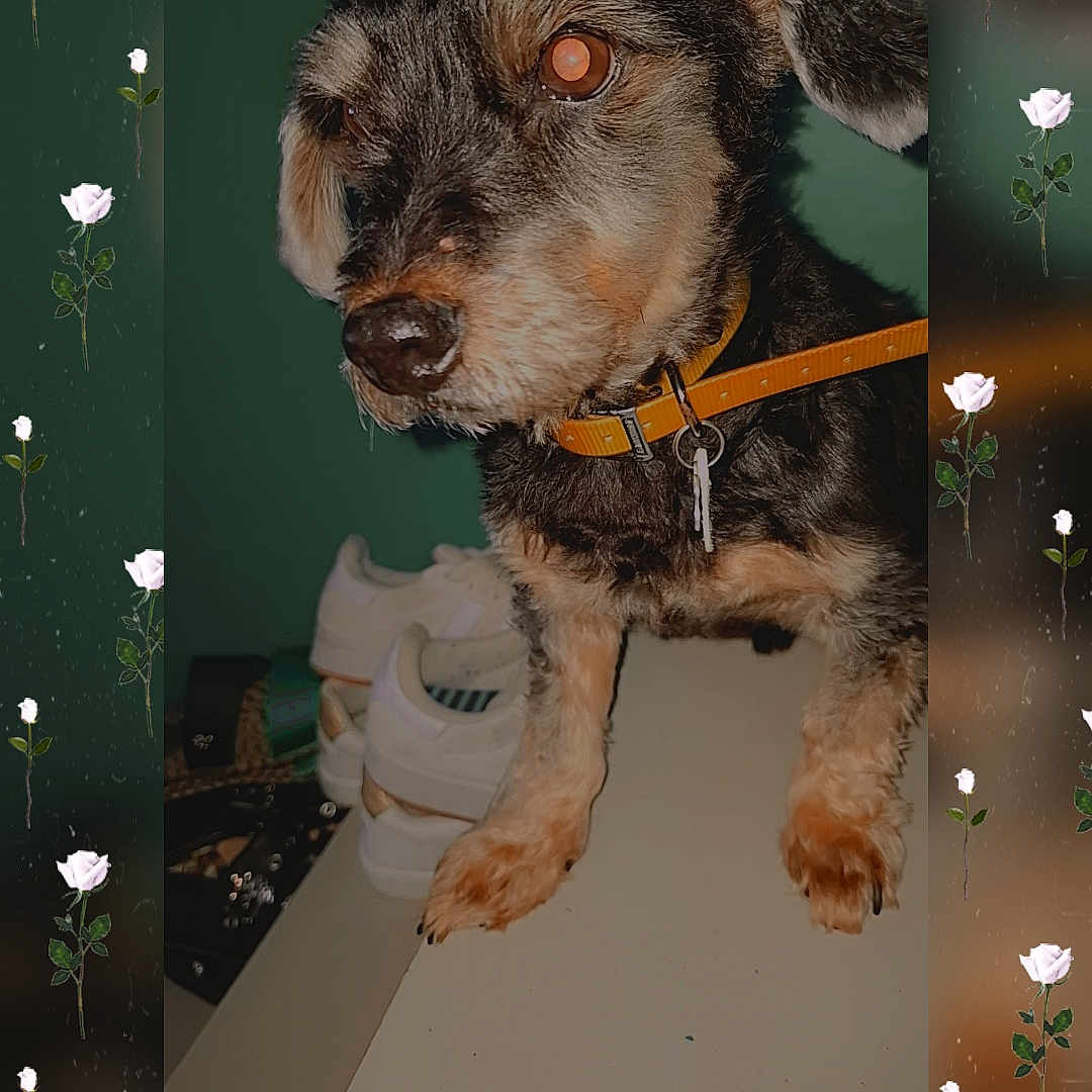 Kittou