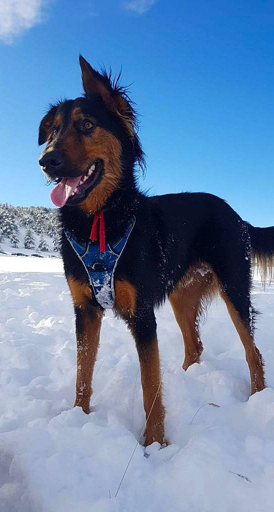 Kenaï a rejoint le concours — aidez-le/la à gagner de superbes lots ! canidae, carnivore, collar, companion_dog, dog, dog_breed, dog_collar, dog_supply, electric_blue, freezing, fun, leash, liver, sky, snout, snow, sporting_group, winter, working_animal, working_dog