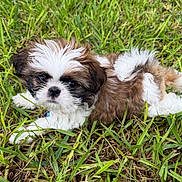 Diva Reyna is registered to the contest to win money with this photo: puppy, dog, grass, outdoor, pet, cute, fluffy, animal, young, nature, laying, fur, small, adorable, eyes, mammal, relaxing, closeup, green, playful