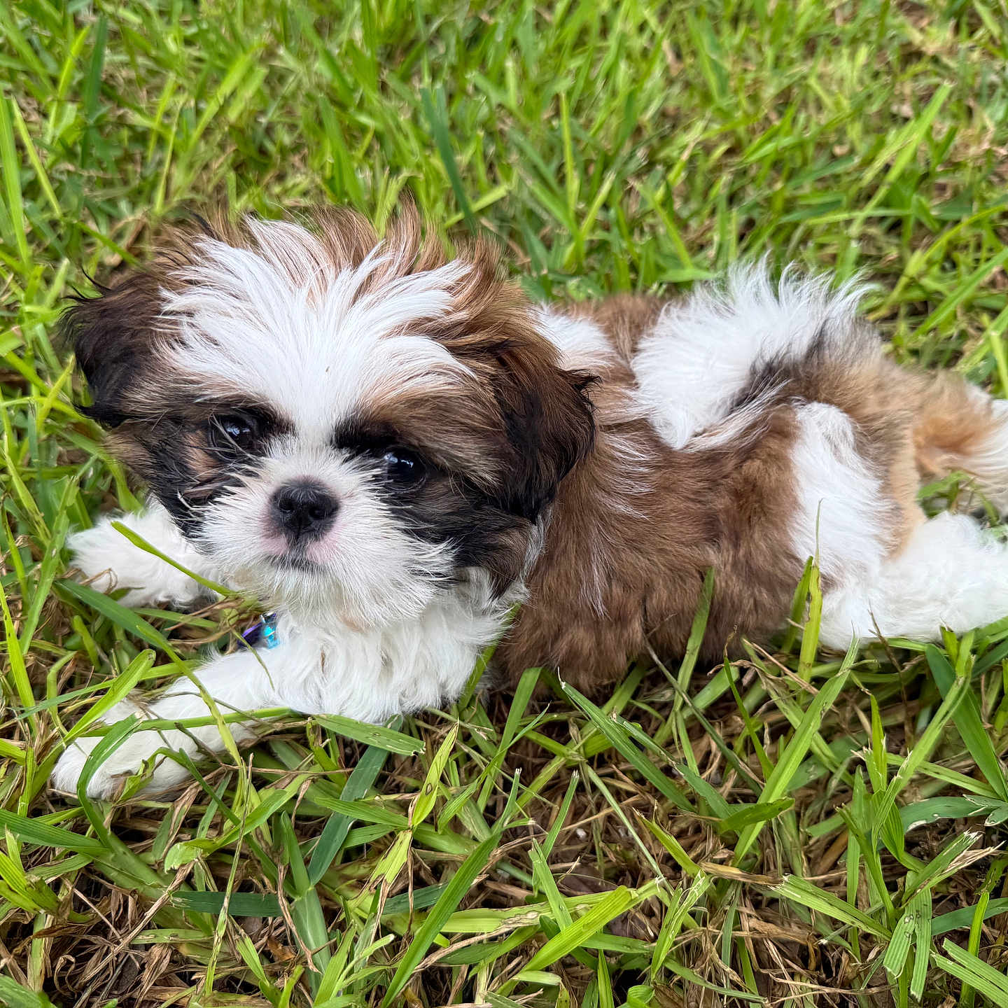 Diva Reyna is registered to the contest to win money with this photo: adorable, animal, closeup, cute, dog, eyes, fluffy, fur, grass, green, laying, mammal, nature, outdoor, pet, playful, puppy, relaxing, small, young