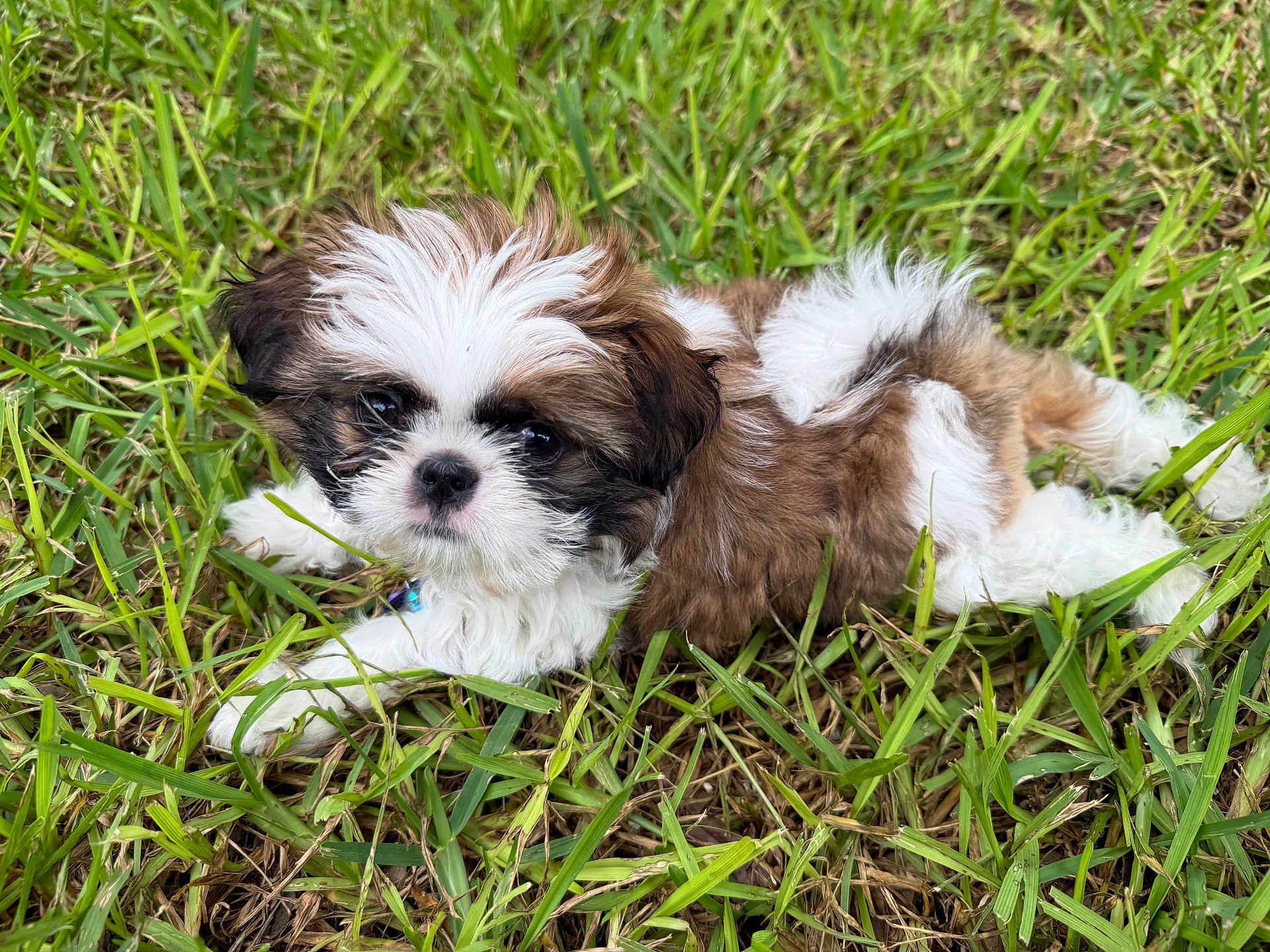 Diva Reyna is registered to the contest to win money with this photo: puppy, dog, grass, outdoor, pet, cute, fluffy, animal, young, nature, laying, fur, small, adorable, eyes, mammal, relaxing, closeup, green, playful