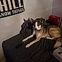 dog, husky, bed, blanket, remote_control, toy_car, pillow, wall_poster, shadow, box, nike_box, indoor, bedroom, pet, paws, fur, collar, sleepy, furniture, low_light