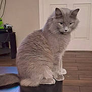 Squishy Mcbitey is registered to the contest to win money with this photo: cat, domestic_animal, door, ears, electronics, feline, fur, furniture, gaze, grey_cat, home, indoor, long_hair, pet, portrait, sitting, table, tail, whiskers, wood_floor