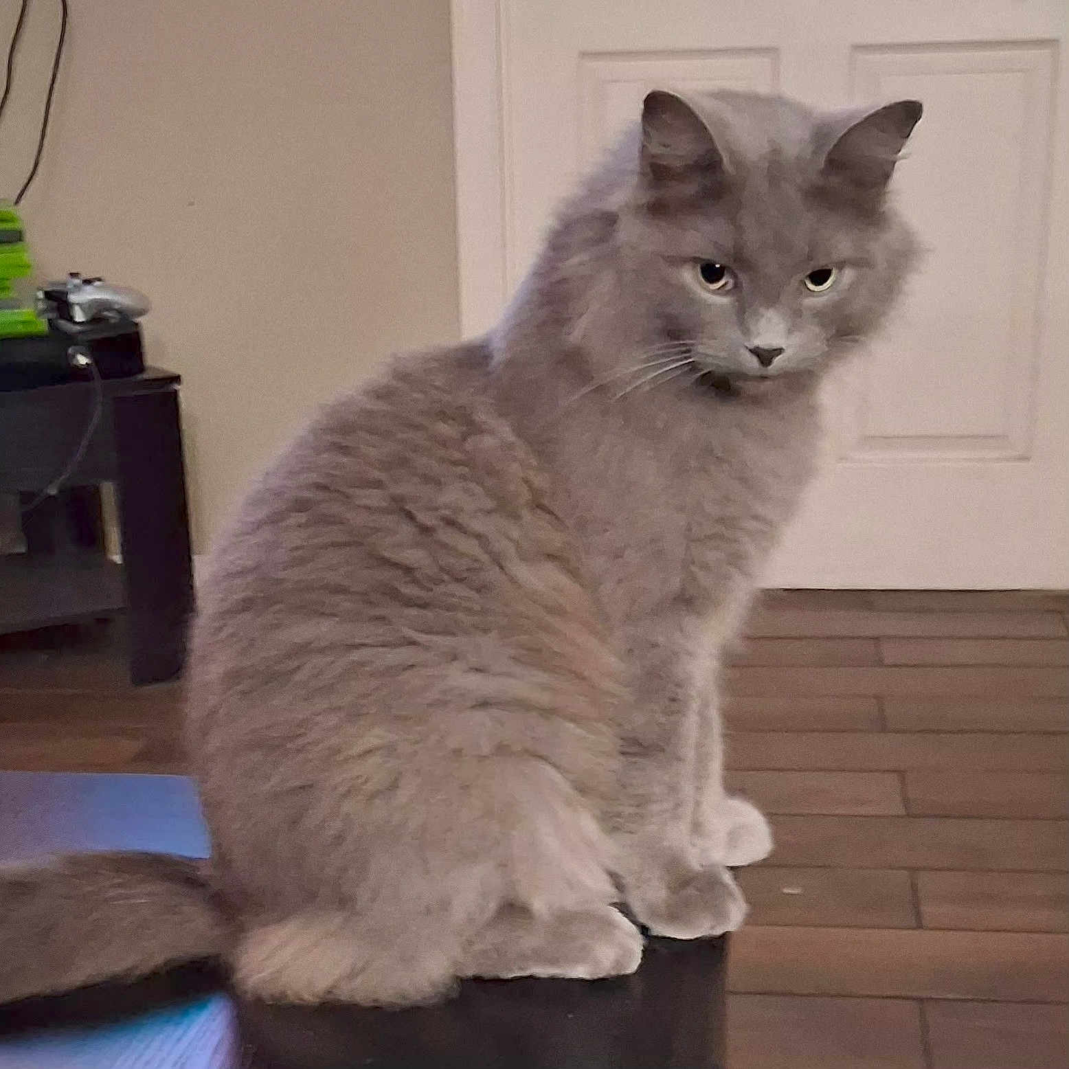 Squishy Mcbitey