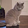cat, domestic_animal, door, ears, electronics, feline, fur, furniture, gaze, grey_cat, home, indoor, long_hair, pet, portrait, sitting, table, tail, whiskers, wood_floor