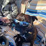 Reiko participe au concours pour gagner de l'argent avec cette photo : accessory, black_dog, blanket, brown_dog, car_interior, casual, coat, dog, indoor, person, pet, phone, portrait, relaxed, seat, shadow, striped_blanket, sunglasses, sunlight, window_reflection