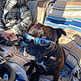 accessory, black_dog, blanket, brown_dog, car_interior, casual, coat, dog, indoor, person, pet, phone, portrait, relaxed, seat, shadow, striped_blanket, sunglasses, sunlight, window_reflection