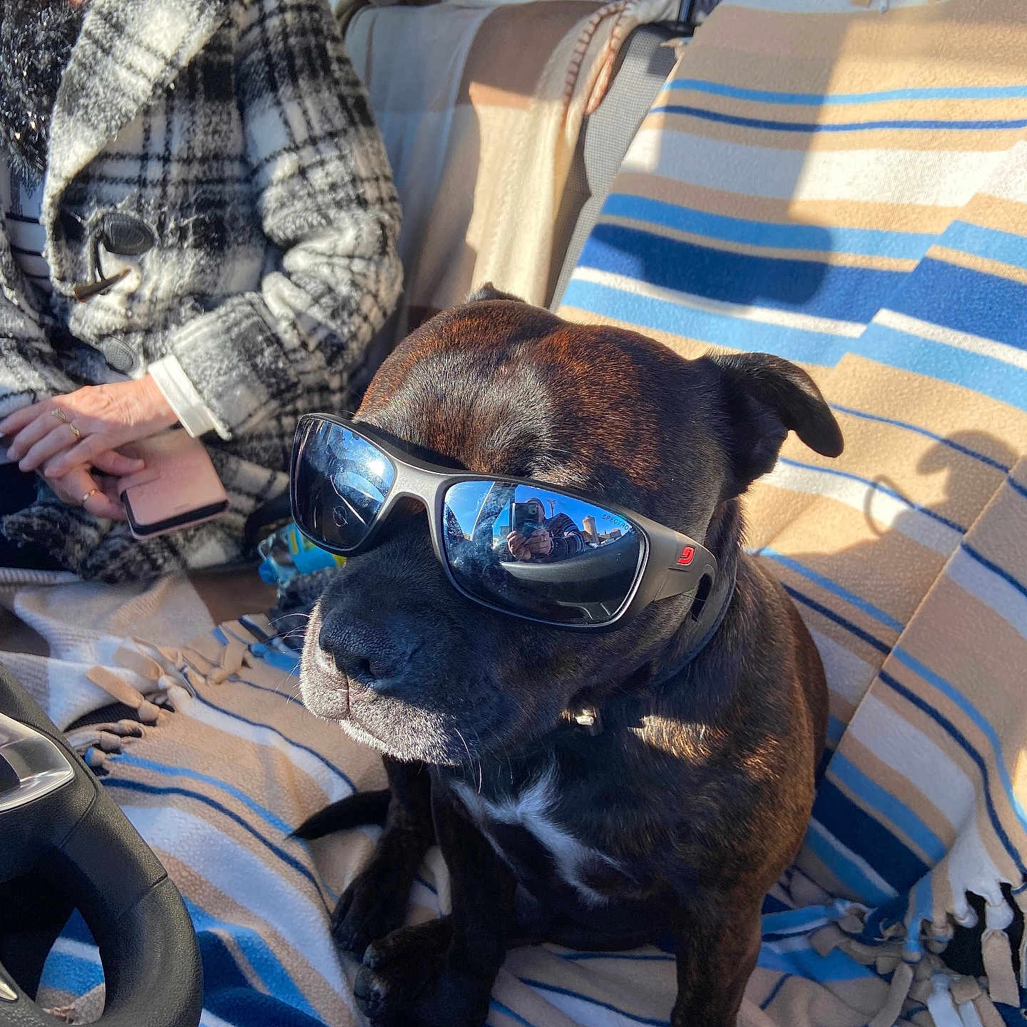 Reiko participe au concours pour gagner de l'argent avec cette photo : accessory, black_dog, blanket, brown_dog, car_interior, casual, coat, dog, indoor, person, pet, phone, portrait, relaxed, seat, shadow, striped_blanket, sunglasses, sunlight, window_reflection