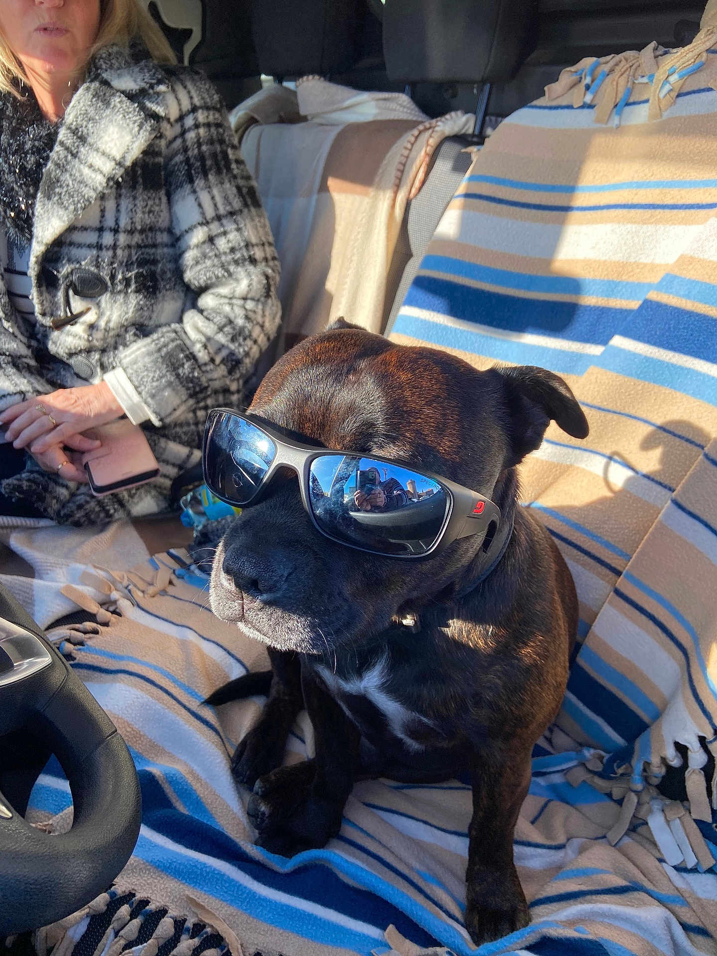 Reiko participe au concours pour gagner de l'argent avec cette photo : accessory, black_dog, blanket, brown_dog, car_interior, casual, coat, dog, indoor, person, pet, phone, portrait, relaxed, seat, shadow, striped_blanket, sunglasses, sunlight, window_reflection