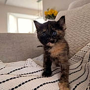 Olive joined the competition — help win amazing prizes! cat, kitten, tortoiseshell, blue_eyes, fur, whiskers, paw, blanket, striped_blanket, couch, sofa, indoor, living_room, vase, yellow_flowers, soft_lighting, shallow_depth_of_field, portrait, cozy, curious