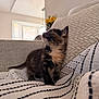 kitten, cat, tortoiseshell_cat, couch, blanket, throw_blanket, living_room, interior, window, sunlight, vase, flowers, upholstery, cozy, pet, fur, whiskers, portrait, young, sitting