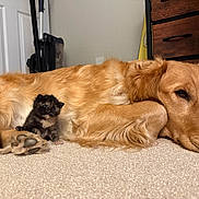 Olive joined the competition — help win amazing prizes! dog, cat, kitten, golden_retriever, pet, sleeping, lying_down, paw, carpet, indoor, furniture, wooden_drawer, door, floor, cute, cozy, companionship, fur, close_up, resting