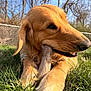 dog, golden_retriever, pet, grass, stick, chewing, paw, fur, muzzle, close_up, outdoors, sunlight, fence, trees, nature, lying_down, nose, playful, bite, whiskers