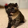 kitten, cat, pet, tortoiseshell, fur, paw, whiskers, eyes, close_up, portrait, carpet, indoor, cute, small, adorable, sitting, feline, domestic_cat, shallow_depth_of_field, young