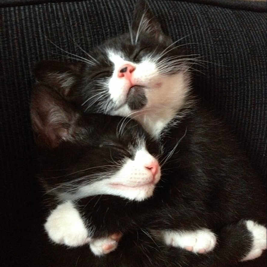 Willow And Gizmo