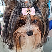 Ulina a rejoint le concours — aidez-le/la à gagner de superbes lots ! dog, bow, pink_bow, long_hair, fluffy, cute, pet, animal, face, ears, black_nose, brown_fur, white_fur, close_up, indoor, adorable, portrait, small_dog, decorative_accessory, friendly