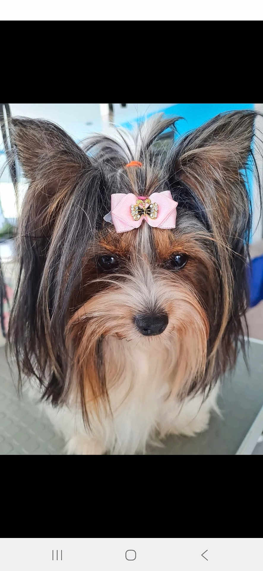 Ulina a rejoint le concours — aidez-le/la à gagner de superbes lots ! dog, bow, pink_bow, long_hair, fluffy, cute, pet, animal, face, ears, black_nose, brown_fur, white_fur, close_up, indoor, adorable, portrait, small_dog, decorative_accessory, friendly