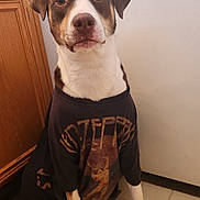 Nala joined the competition — help win amazing prizes! dog, pet, indoor, tshirt, led_zeppelin, floor, tile, kitchen, carpet, brown, white, sitting, looking_up, cute, animal, ears, paws, fur, face, expression