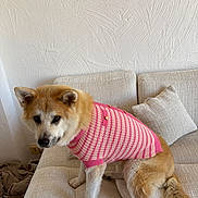 Princesse a rejoint le concours — aidez-le/la à gagner de superbes lots ! dog, sweater, pink, striped, couch, beige, fur, pet, indoor, animal, looking, seated, tail, ears, paws, home, comfort, wall, textured_wall, portrait