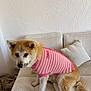 dog, sweater, pink, striped, couch, beige, fur, pet, indoor, animal, looking, seated, tail, ears, paws, home, comfort, wall, textured_wall, portrait
