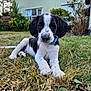 Brodie joined the competition — help win amazing prizes! animal, black_and_white, canine, close_up, collar, cute, dog, domestic_animal, front_view, fur, garden, grass, house, lying_down, nature, outdoor, pet, puppy, window, young_animal