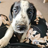 Brodie joined the competition — help win amazing prizes! animal, black_and_white, blurred_background, carpet, close_up, curious, cute, dog, eyes, floral_pattern, indoor, nose, pet, portrait, puppy, snout, soft_focus, speckled, whiskers, young