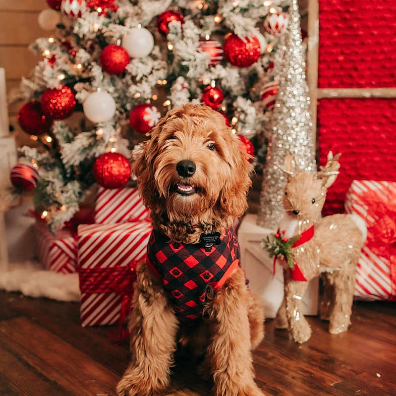 Hunter Todd is registered to the contest to win money with this photo: celebration, christmas_tree, cute, decorated_tree, dog, festive, fluffy, holiday, holiday_decorations, indoor, pet, plush, red_ornaments, reindeer_decoration, seasonal, sitting, warm_lighting, white_ornaments, wooden_floor, wrapped_presents