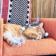 Chimmy Twiggy joined the competition — help win amazing prizes! cat, sleeping, cuddle, orange_chair, knitted_blanket, indoor, furniture, pet, cozy, relaxation, paw, tabby_cat, striped_cat, wood_paneling, domestic_animal, companion, resting, cute, comfort, animal