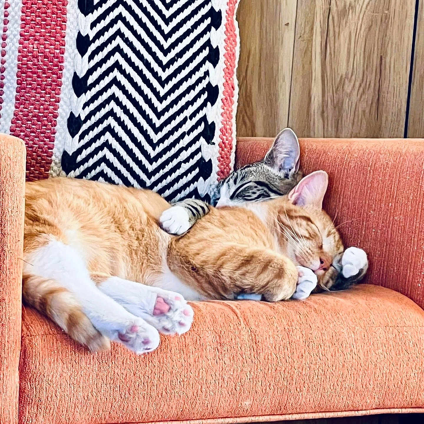 Chimmy Twiggy joined the competition — help win amazing prizes! animal, cat, comfort, companion, cozy, cuddle, cute, domestic_animal, furniture, indoor, knitted_blanket, orange_chair, paw, pet, relaxation, resting, sleeping, striped_cat, tabby_cat, wood_paneling