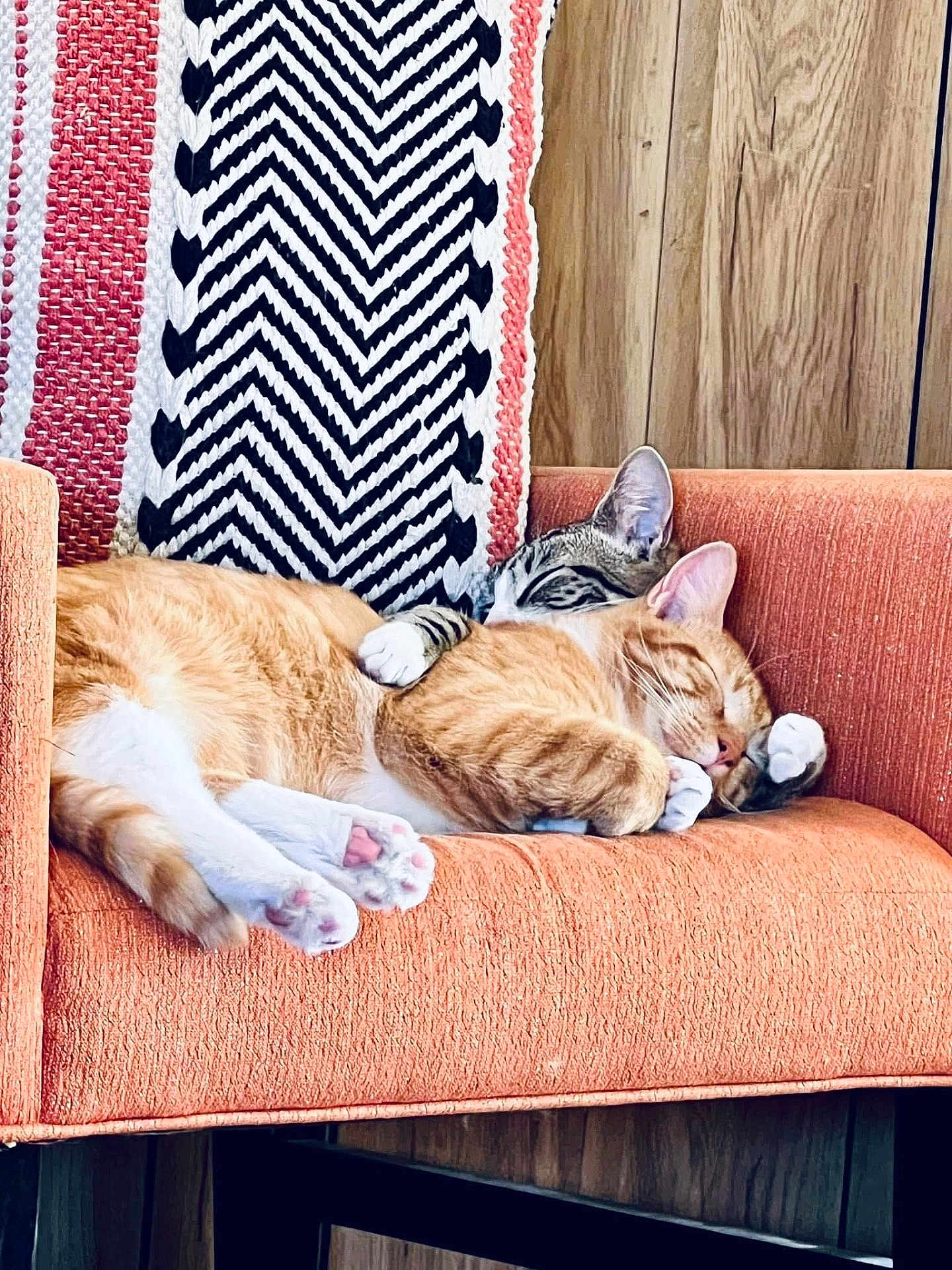 Chimmy Twiggy joined the competition — help win amazing prizes! cat, sleeping, cuddle, orange_chair, knitted_blanket, indoor, furniture, pet, cozy, relaxation, paw, tabby_cat, striped_cat, wood_paneling, domestic_animal, companion, resting, cute, comfort, animal