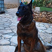 Paige a rejoint le concours — aidez-le/la à gagner de superbes lots ! alert_ears, black_muzzle, brown_coat, canine, chain_collar, collar, dog, fence, garden, outdoor, pathway, paw, pet, plants, portrait, sitting, stone_patio, stone_wall, tongue_out, yard